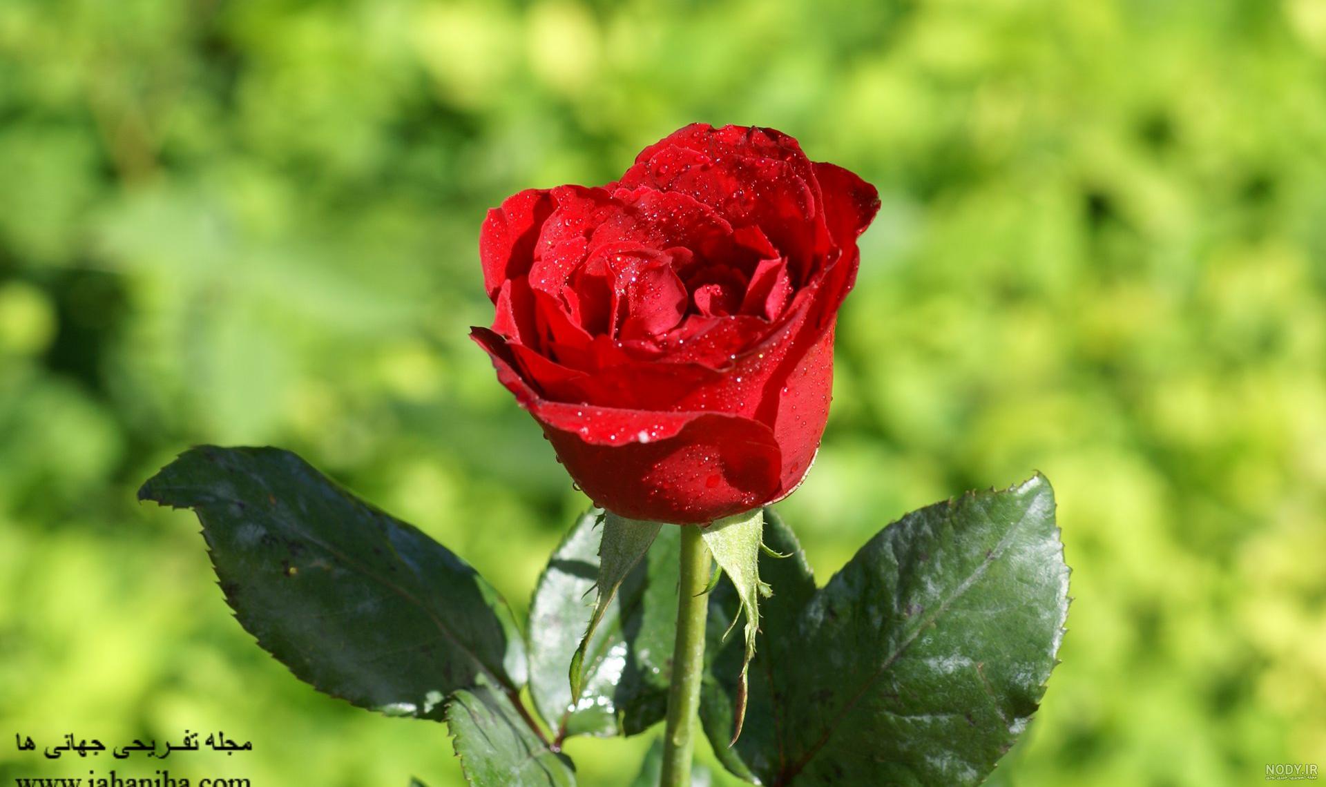 دسته گل زیبا برای دوست دسته گل زیبا برای دوست