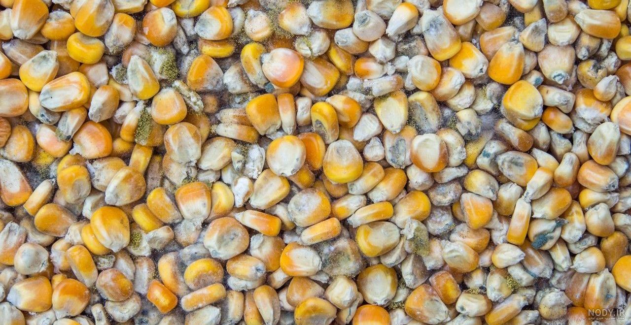 ذرت علوفه ای چیست ذرت علوفه ای چیست