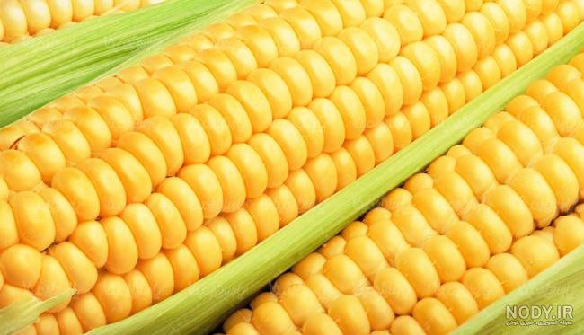 ذرت مکزیکی اصل مکزیک ذرت مکزیکی اصل مکزیک