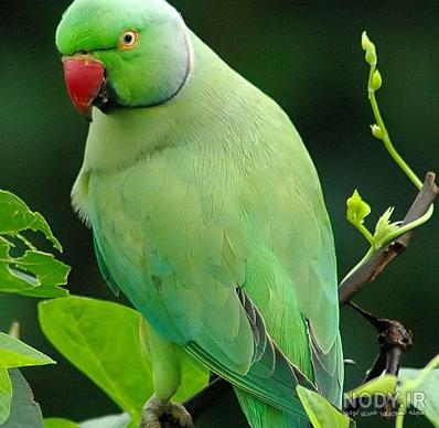 زیباترین طوطی جهان زیباترین طوطی جهان