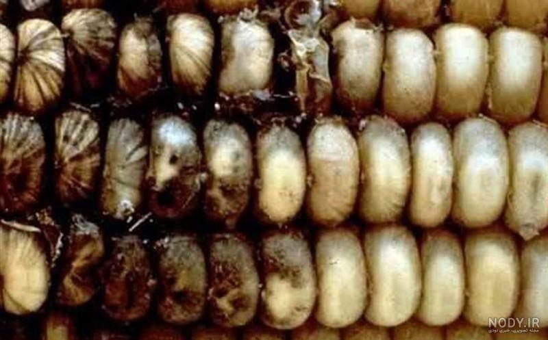 سم آفلاتوکسین در چه حرارتی از بین میرود سم آفلاتوکسین در چه حرارتی از بین میرود