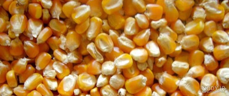 طرز تهیه ذرت مکزیکی بدون قارچ طرز تهیه ذرت مکزیکی بدون قارچ