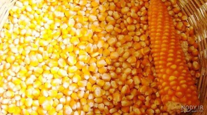 طرز تهیه ذرت مکزیکی برای فروش طرز تهیه ذرت مکزیکی برای فروش