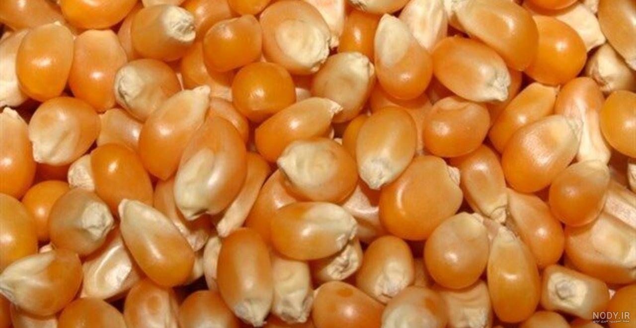 طرز تهیه ذرت مکزیکی تصویری طرز تهیه ذرت مکزیکی تصویری