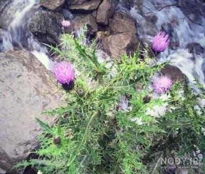 طریقه مصرف عرق خار مریم طریقه مصرف عرق خار مریم