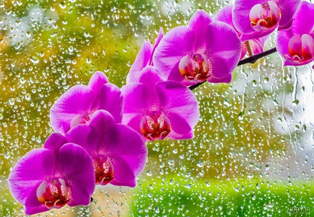 عکس ارکیده خواننده عکس ارکیده خواننده