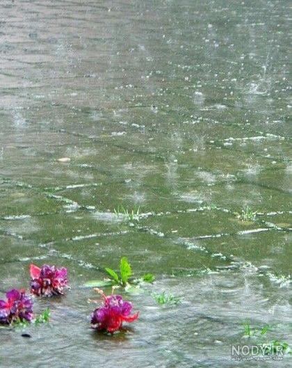 عکس باران برای پروفایل عکس باران برای پروفایل