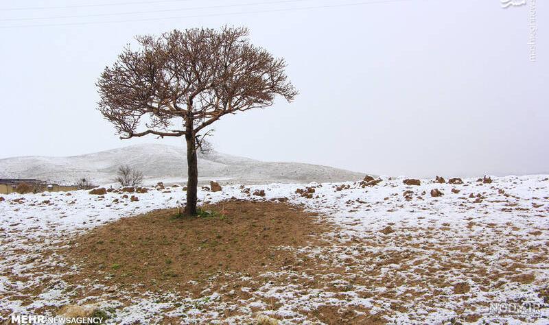 عکس بهاری زیبا