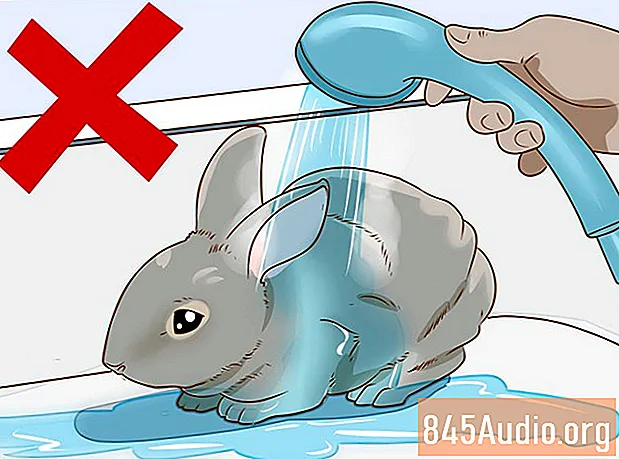 عکس خرگوش لوپ