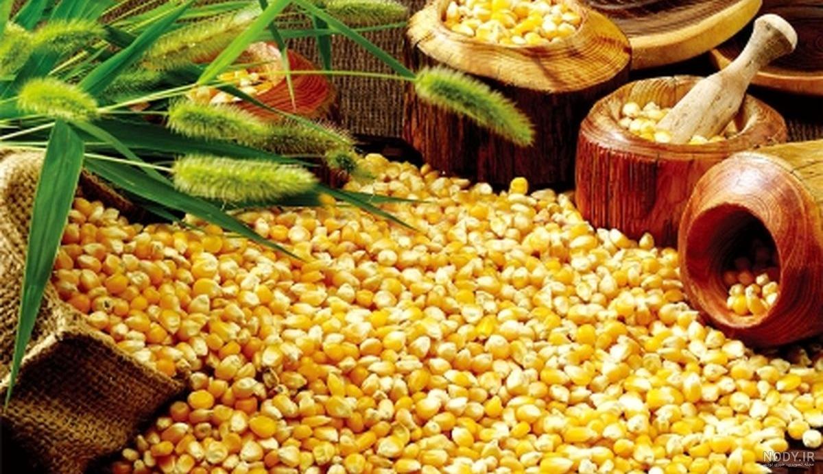 عکس ذرت مکزیکی عکس ذرت مکزیکی