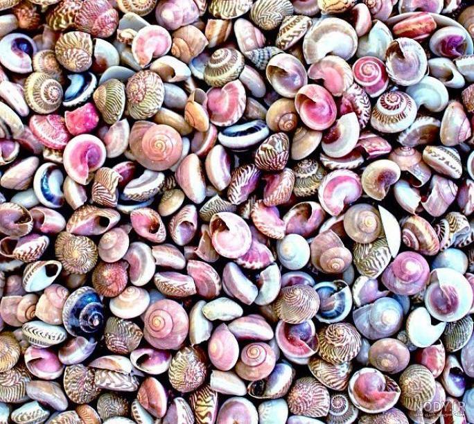 عکس صدف دریایی زنده عکس صدف دریایی زنده