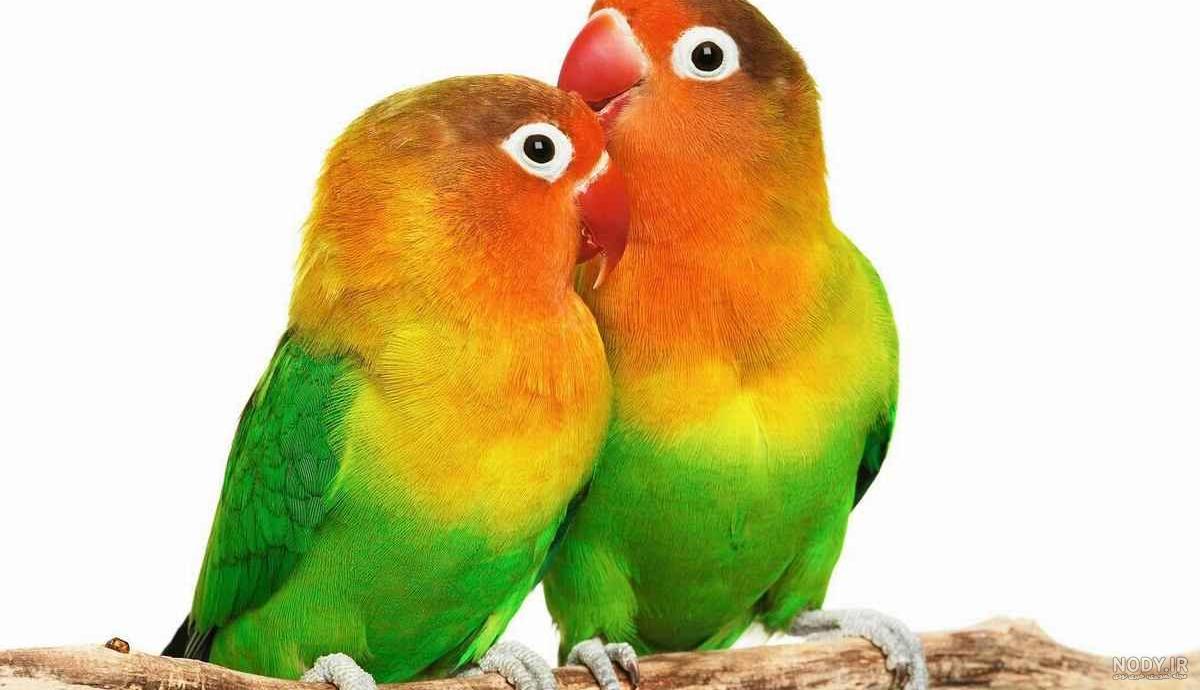 عکس طوطی آبی عکس طوطی آبی