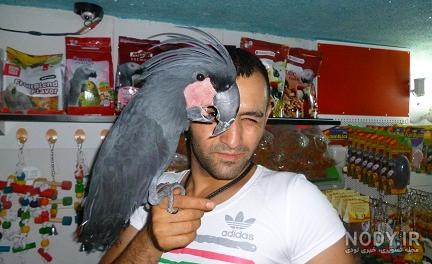 عکس طوطی رنگی