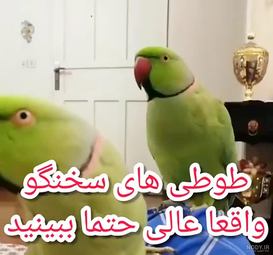 عکس طوطی زیبا عکس طوطی زیبا