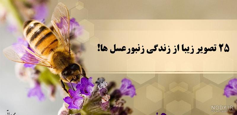 عکس نوشته اسم عسل بانو