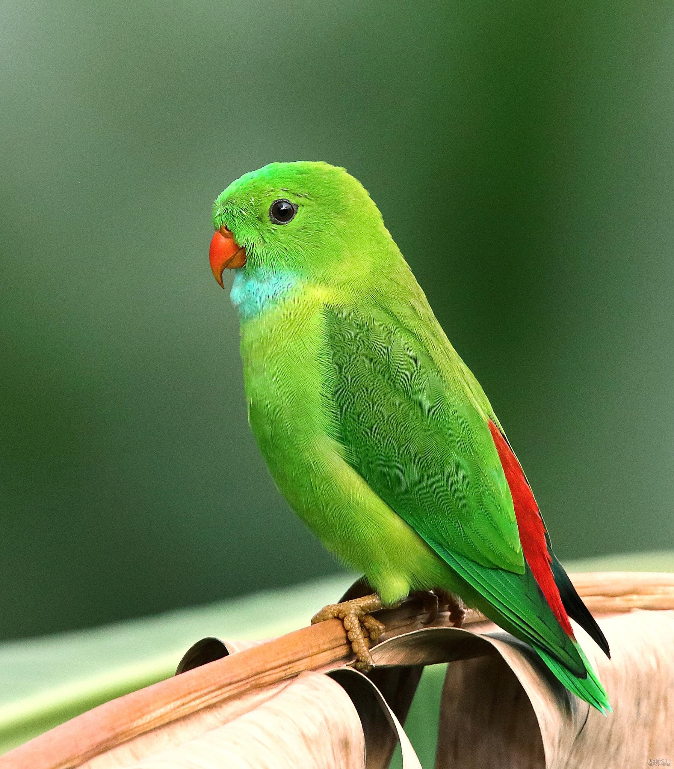 عکس های طوطی