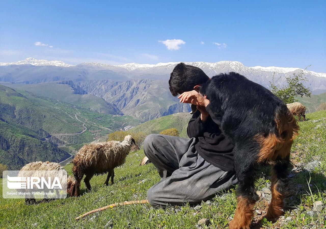 عکس پروفایل دشت