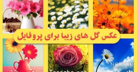 عکس پروفایل گل یخ عکس پروفایل گل یخ