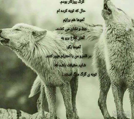 عکس گرگ ترک
