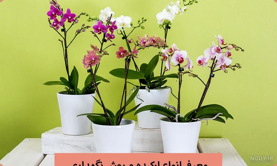 عکس گل ارکیده زرد عکس گل ارکیده زرد
