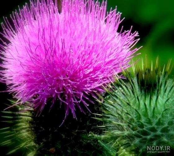 عکسهای گل خار مریم عکسهای گل خار مریم
