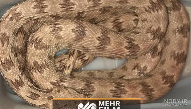 مار کبرای سه سر