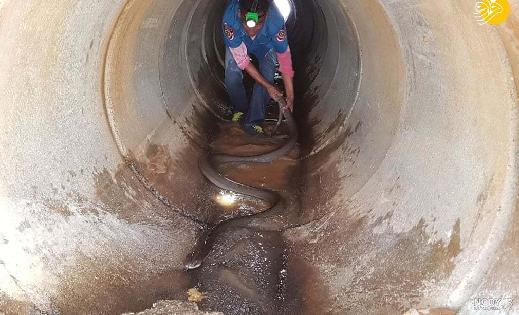 مار کبری سیاه