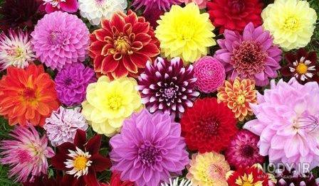 مناظر گلهای زیبا مناظر گلهای زیبا