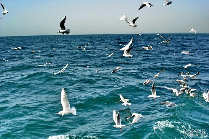 کدام ساحل کیش صدف دارد