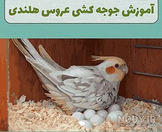 خرید لانه پلاستیکی عروس هلندی خرید لانه پلاستیکی عروس هلندی