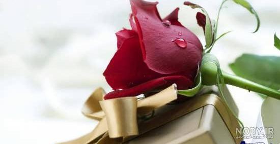 دانلود عکس گل رز قرمز