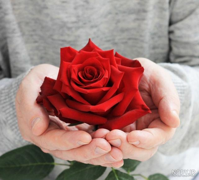 عکس گل رز قرمز عاشقانه