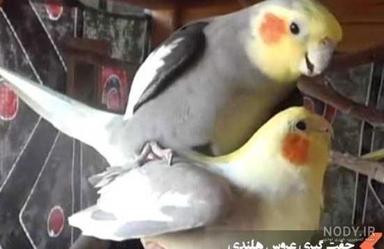 لانه پرنده دیجی کالا لانه پرنده دیجی کالا