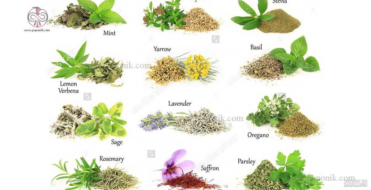 آویشن معمولی