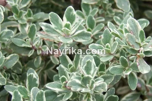 آویشن چیست
