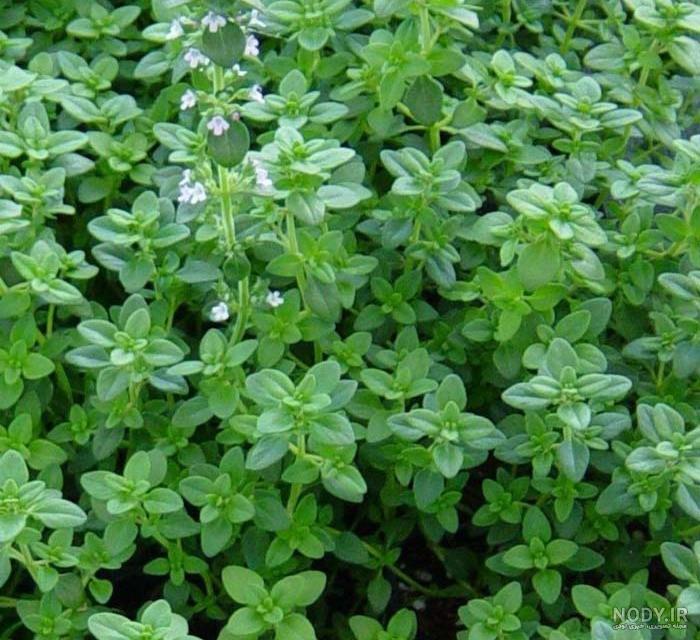 انواع آویشن و خواص آنها