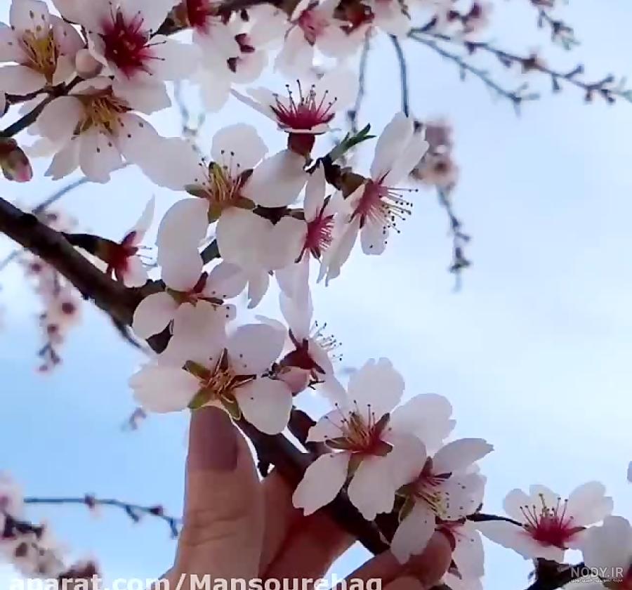 تصویر زمینه بهاری موبایل تصویر زمینه بهاری موبایل