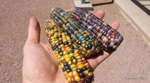 تیکه های خنده دار برای مخ زدن