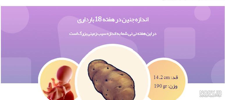 جدول اندازه های جنین