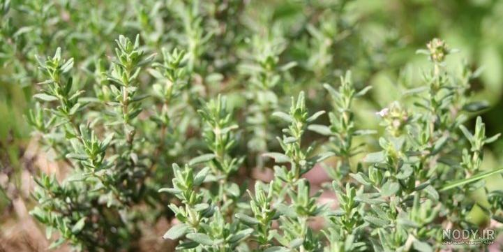 خواص ریشه آویشن