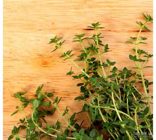 عکس آویشن کوهی