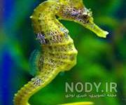 عکس اسب ابی وحشی عکس اسب ابی وحشی