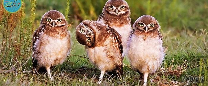 عکس جغد فانتزی برای تصویر زمینه