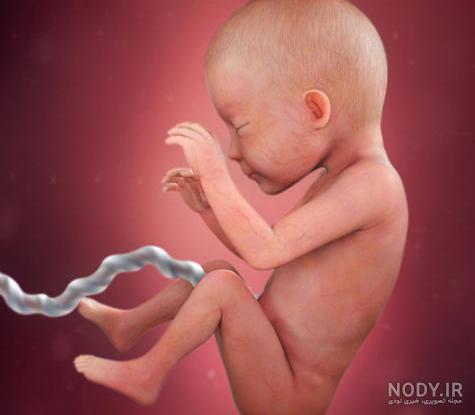 عکس جنین دختر شش ماهه عکس جنین دختر شش ماهه
