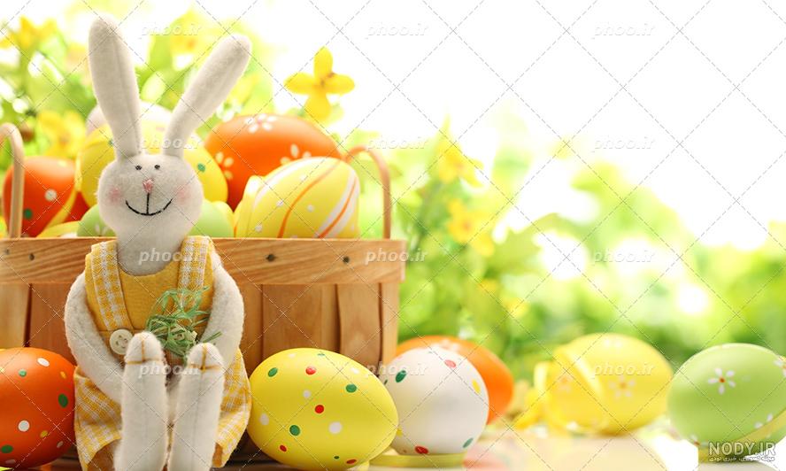 عکس خرگوش بامزه