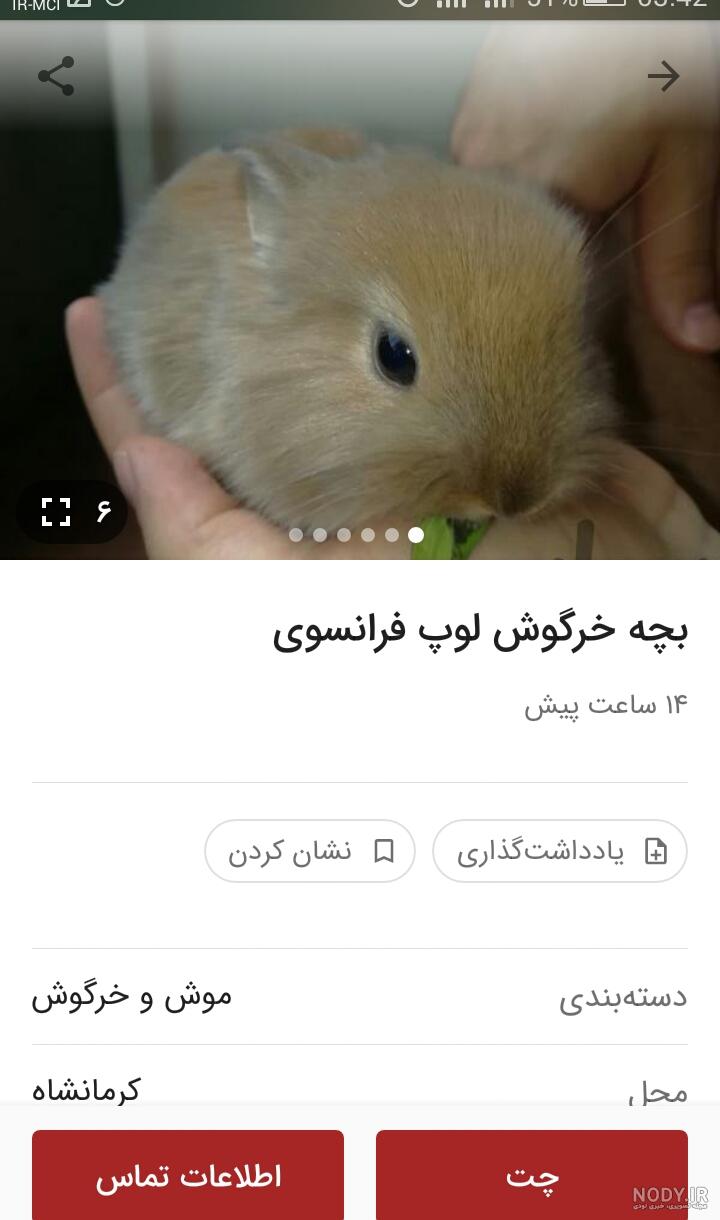 عکس خرگوش واقعی