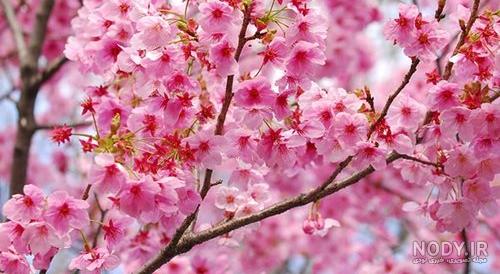 عکس درخت برای پروفایل عکس درخت برای پروفایل