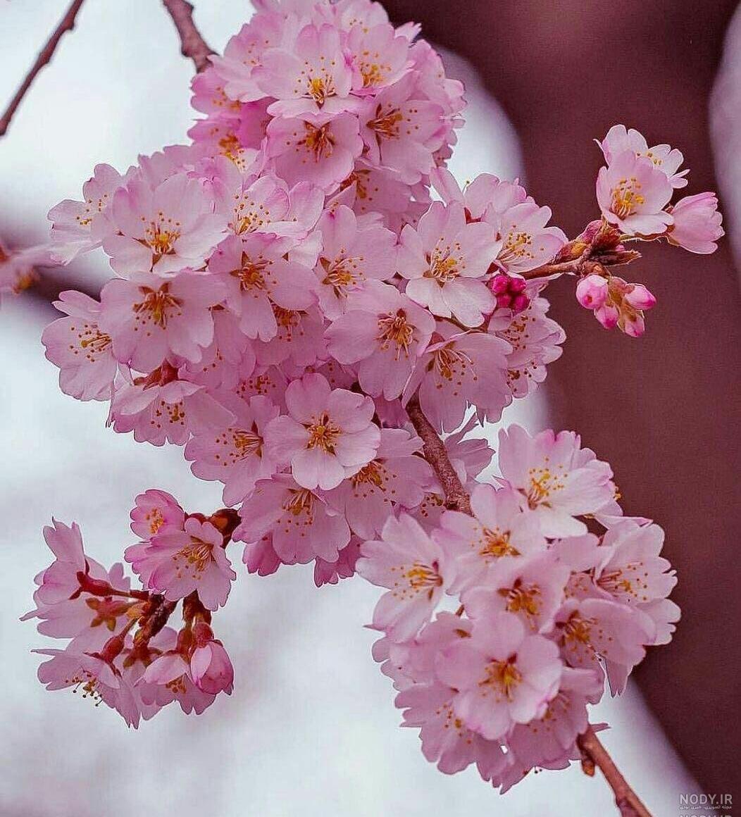 عکس درخت بهاری برای نقاشی عکس درخت بهاری برای نقاشی