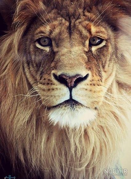 عکس زیبا شیرازی عکس زیبا شیرازی