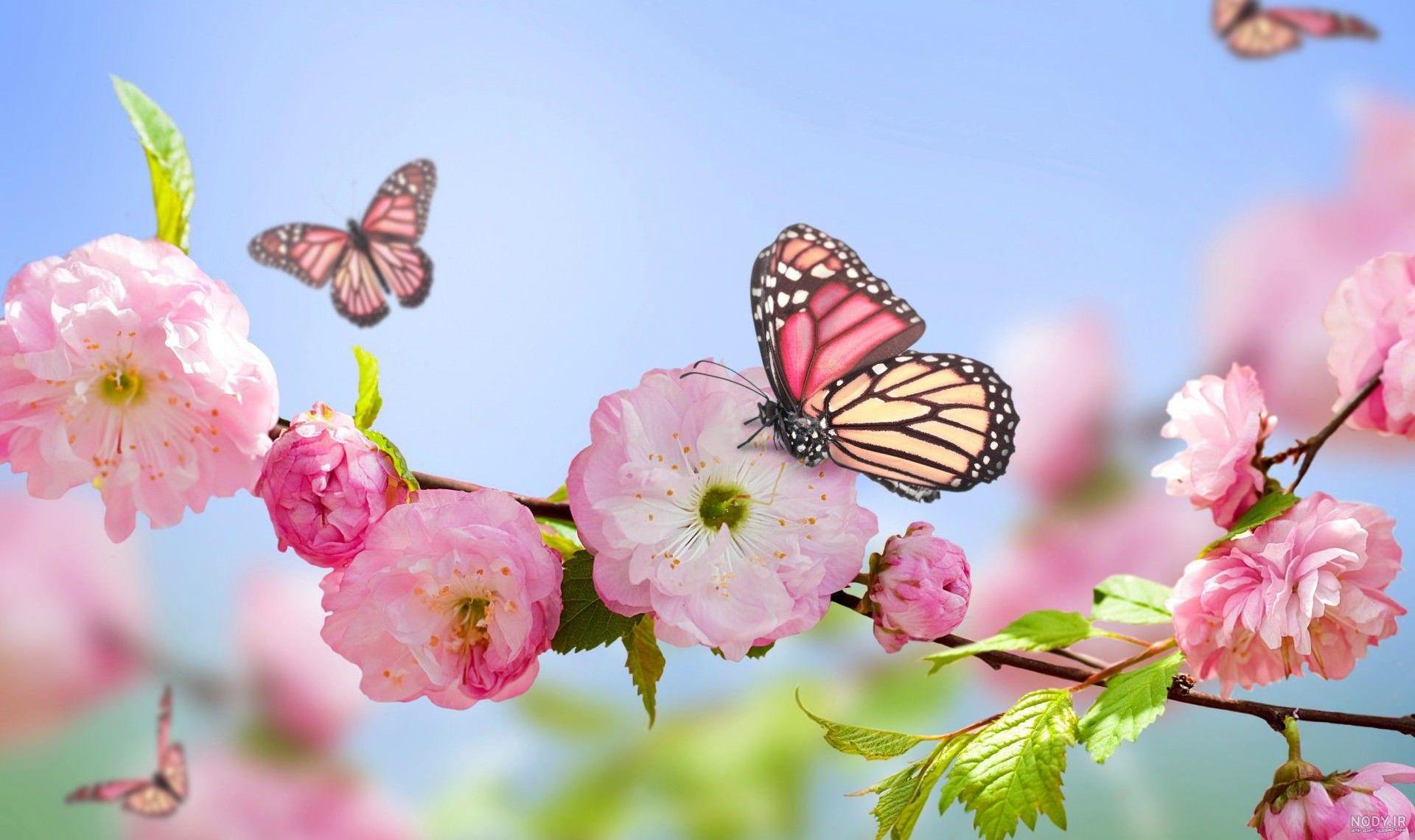 عکس شکوفه بهاری برای پروفایل عکس شکوفه بهاری برای پروفایل